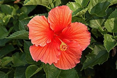 腾讯代理《堡垒之夜》国服宣布停运 公测了三年